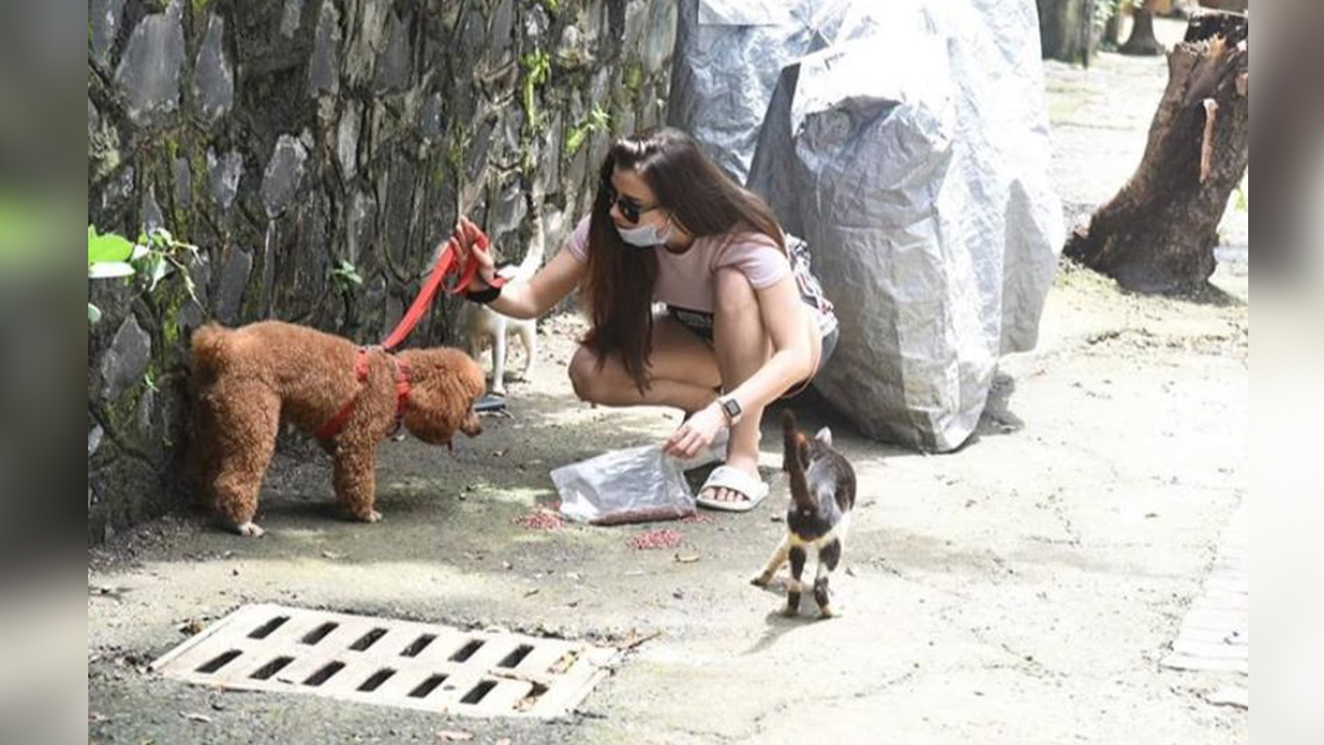 Giorgia Andriani take to streets to feed strays