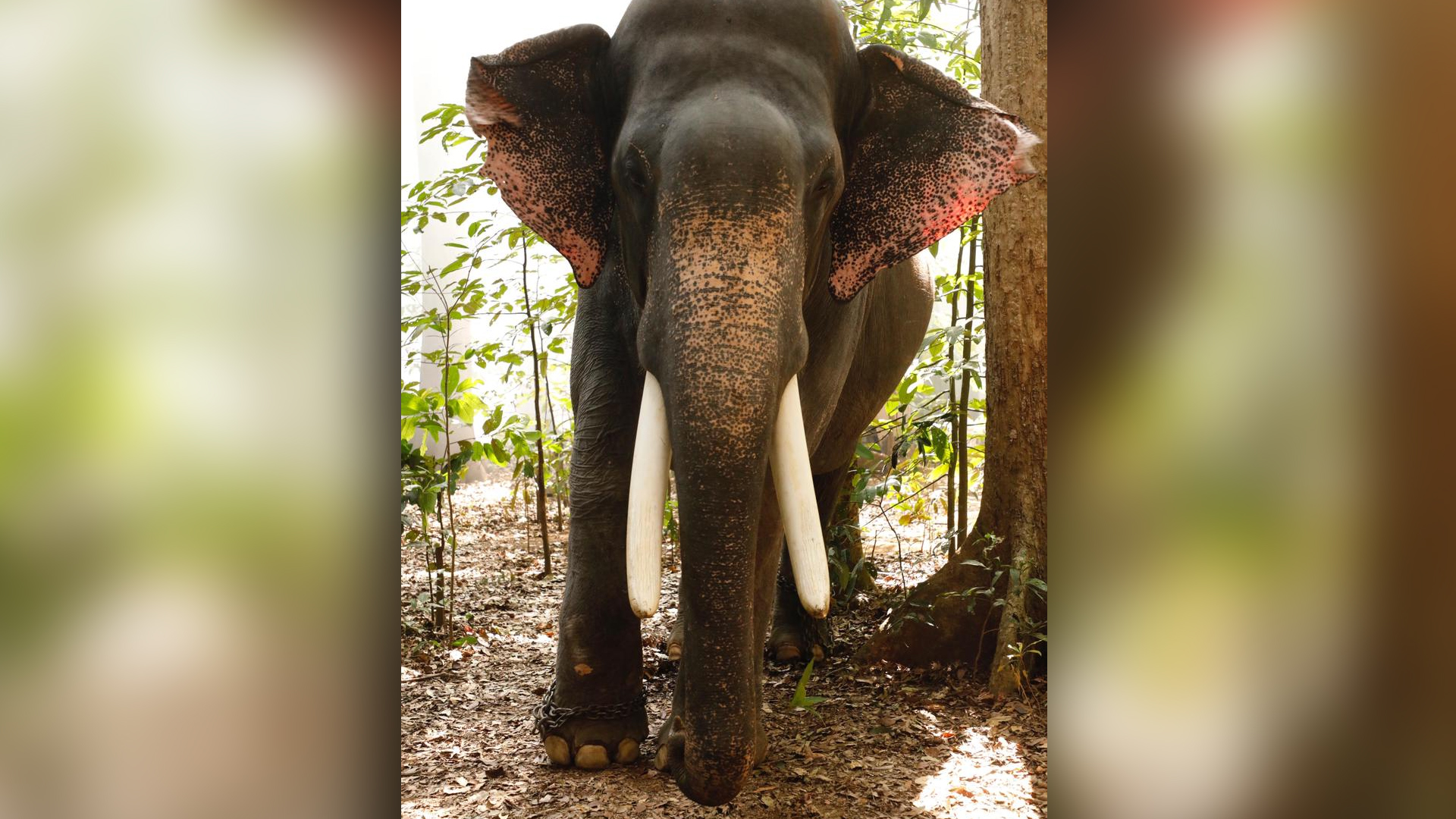 Here’s Unni the elephant, the biggest star from Haathi Mere Saathi