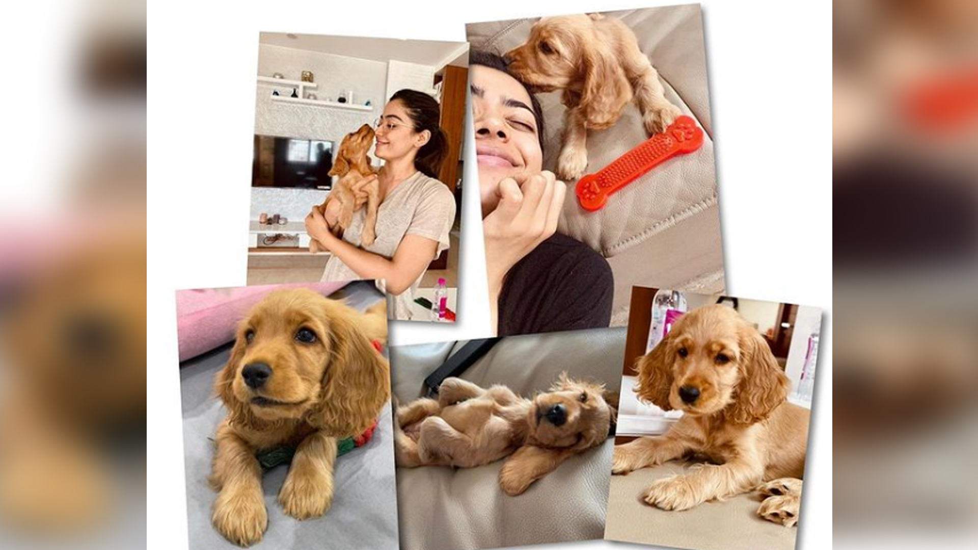 New Pet Parent Alert: Rashmika Mandanna gets a furry friend home and names her ‘Aura’, check out pics!