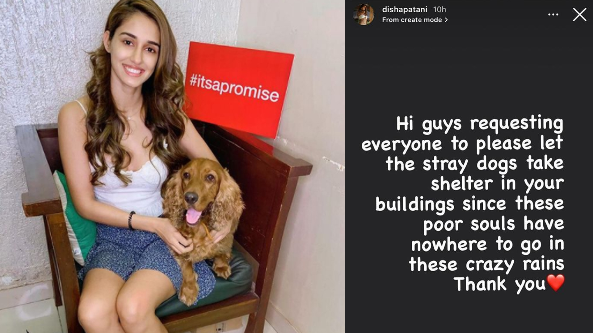 Disha Patani has a special request for the strays amidst the heavy rains, Read ON!