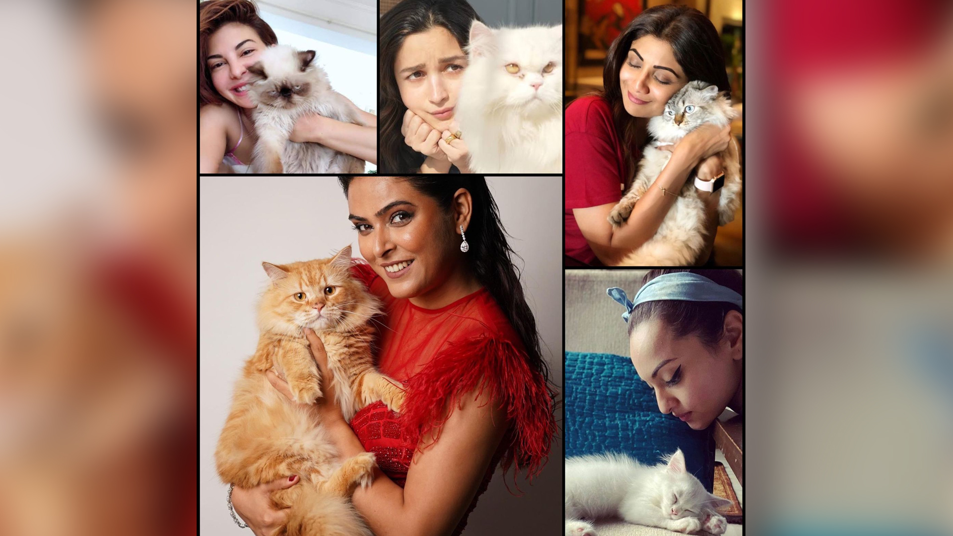 Bollywood Actresses Who Are Proud Cat Parents