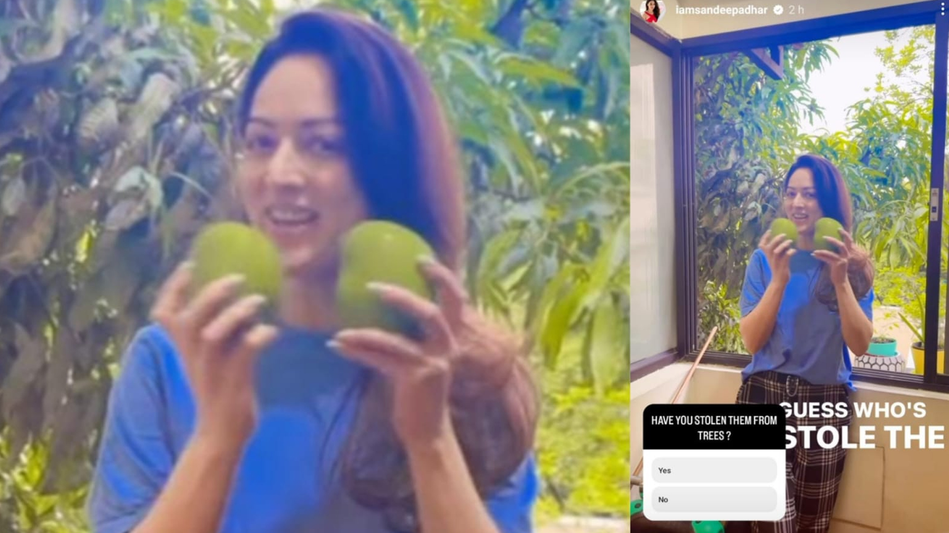 Sandeepa Dhar relives childhood, plucks mangoes from the trees.