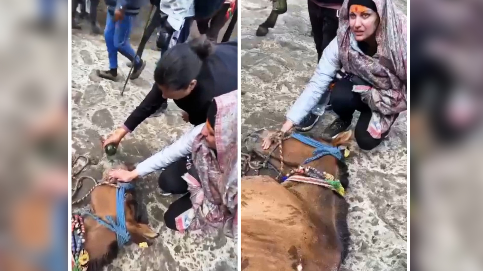 Himanshi Khurana breaks down into tears as she watches an unconscious horse at kedarnath trek , says “Are you trying to worship Shiva by troubling these animals? If you can’t walk and don’t have a mental preparation, don’t go”