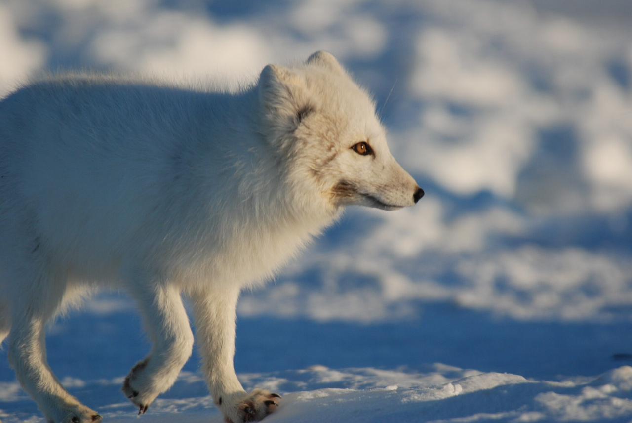 Top shows of Sir David Attenborough to watch exclusively on Sony BBC Earth on his birthday!